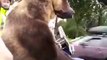 Croiser un Ours géant dans une moto Side-car en Russie.. Sur la route.. NORMAL