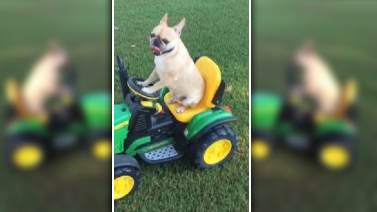 Bulldog se détend en conduisant un tracteur!!