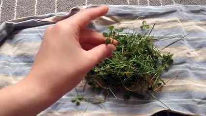 Cosas para nunca de la alimentación su conejo