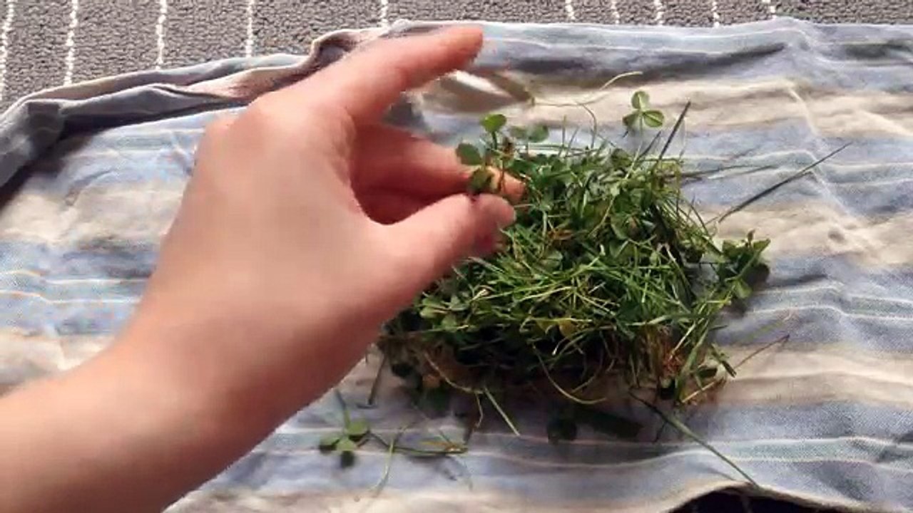 Cosas para nunca de la alimentación su conejo