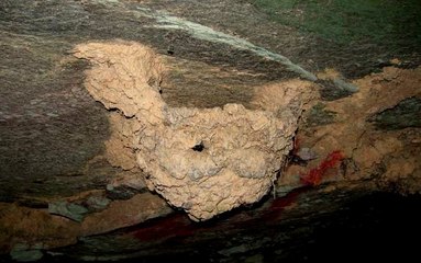 Cứ tưởng tổ ong tò vò ai ngờ là ổ của loài chim sống trong 44 triệu năm từ kỷ Congo