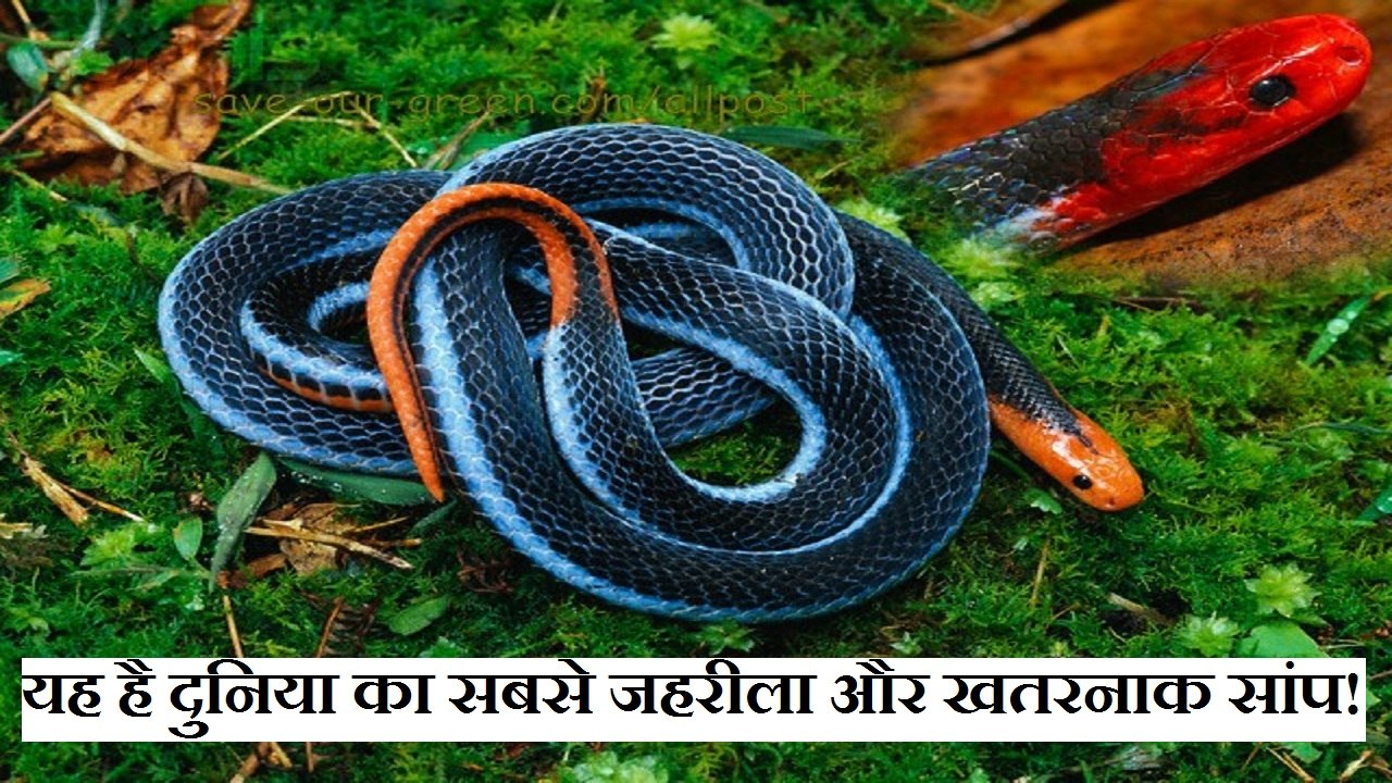 यह है दुनिया का सबसे जहरीला और खतरनाक सांप। इस रोग के इलाज में होता उपयोग। Known as Killer King