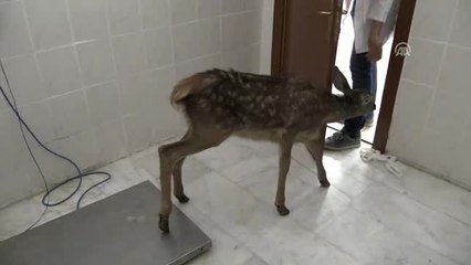 Gözleri Görmeyen Geyik Yavrusuna, Katarakt Ameliyatı