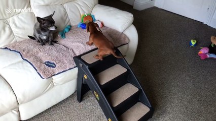 Cute sausage dog puppy wears out owner