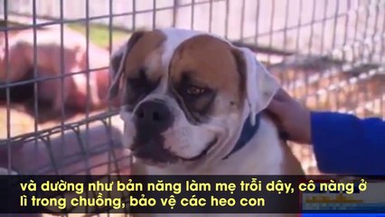 Nhận nuôi 8 chú lợn con, cô chó từng bị bỏ rơi gây bão cư dân mạng