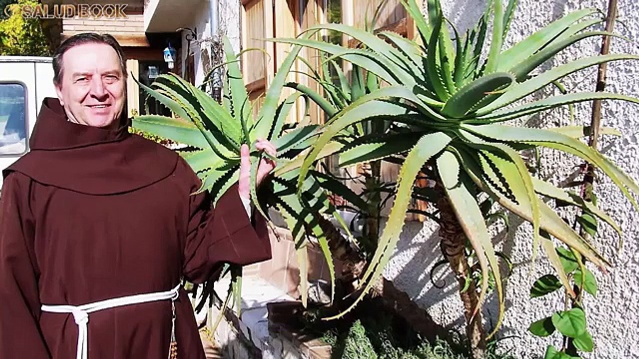 El Áloe Vera o Sabila, Puede Curar el Cáncer?