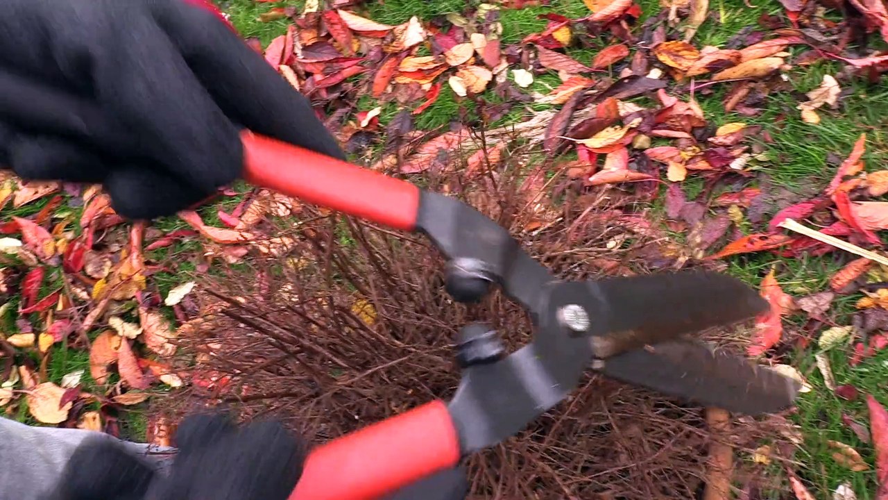Aujourd'hui, je taille mes arbres et arbustes !