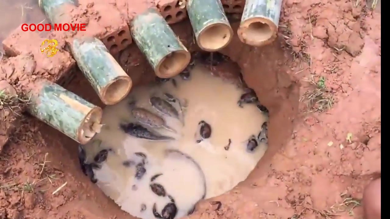 Un piège à poissons avec du bambou qui fonctionne à merveille