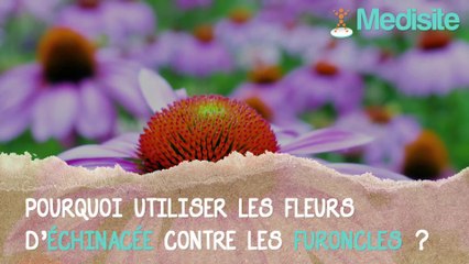 Le remède de grand-mère anti-furoncles : l’échinante