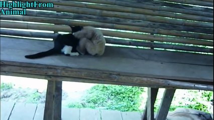 TRY NOT TO LAUGH or GRIN_ Funny Monkeys VS Dogs and Cats Compilation 2017