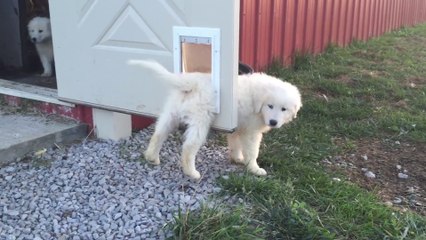 Compile de bébés animaux si mignons qu'ils vont vous faire craquer !