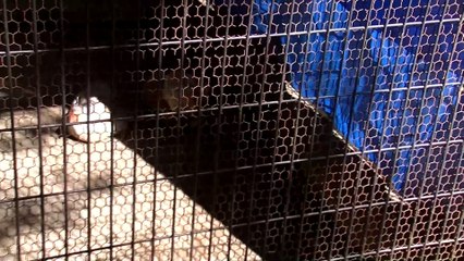 Yumemigasaki Zoo Part 2 (Kawasaki City)