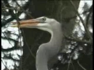 SF Nature:Great Blue Herons in Golden Gate Park