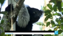 Saving Madagascar''s lemurs: could ecotourism be the solution?