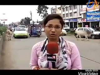 Indian Female Reporter Hit By Cow During Live Reporting