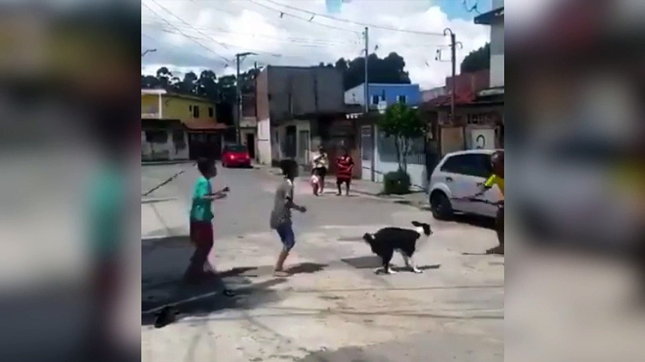 Un chien fait de la corde à sauter avec des enfants !
