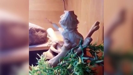 Un reptile reproduit les gestes de son maître !