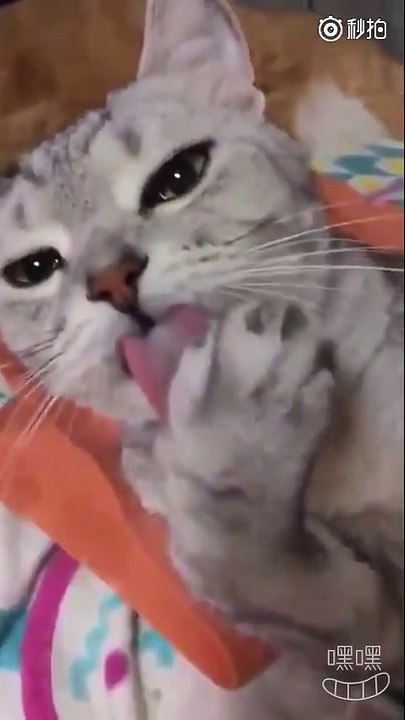 貓Cat