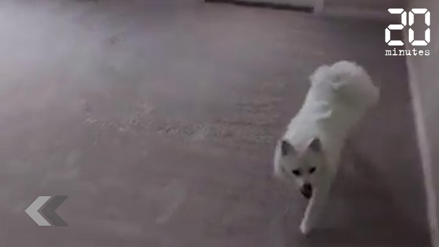 Ce chien a un (gros) problème. - Le Rewind du jeudi 21 septembre 2017