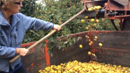 L'heure de la récolte des pommes à cidre