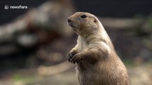 Prairie dog tries and fails to catch fly