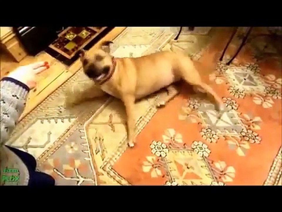 Animals Playing Dead Compilation 2013 HD Animal Funny Video 2013-x8gpR8sytAE