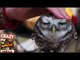 Cuteness Overload - Baby Animals Being Cute Animal Funny Video 2013-BKcs0gUAE2Q