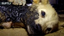 Tres cachorritos son rescatados de una zanja de alquitrán y cuidados por activistas