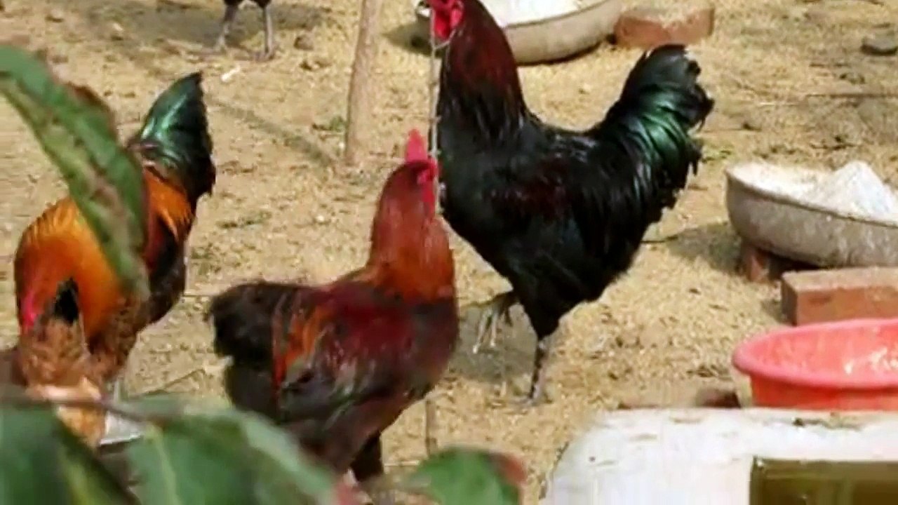 Red rooster