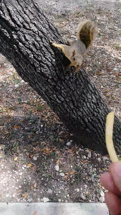 Don't Feed the Squirrels