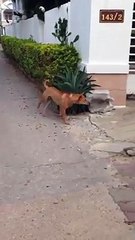 Un chien de garde en Thaïlande se fait griller à prendre une pause non syndicale