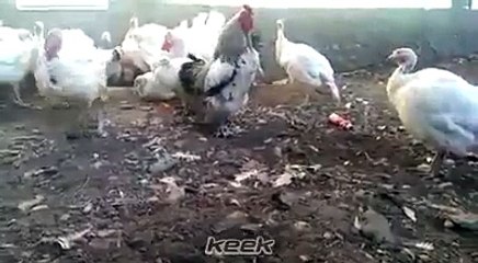 תרנגול מגן על התרנגולות שלו בקן