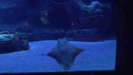 El Museo Aquazoo Loebbecke abre de nuevo con muestra sobre la evolución de la diversidad