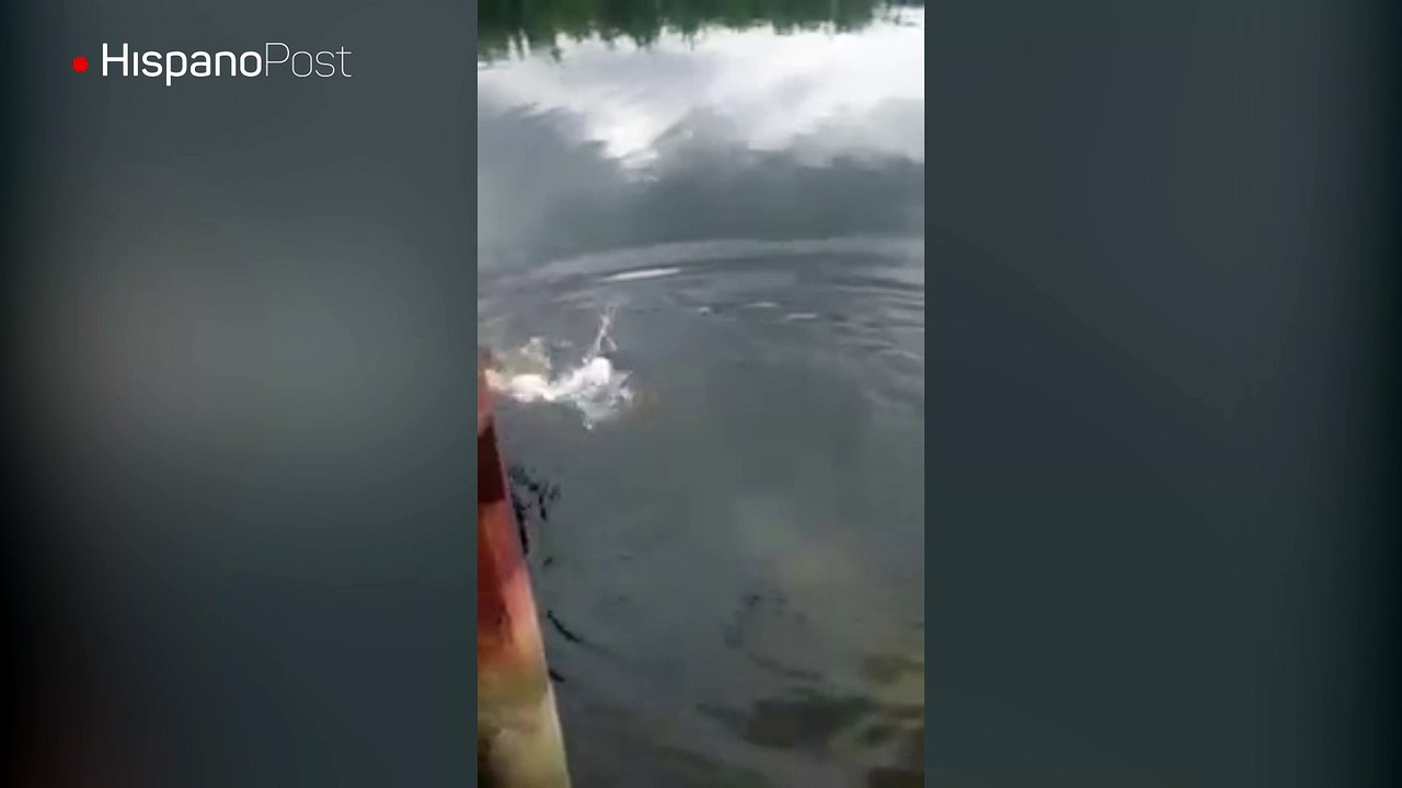 Un cocodrilo se almuerza en vivo al "Encantador de cocodrilos"