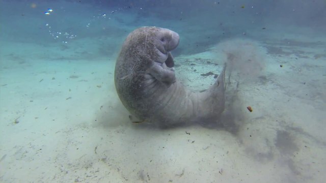 Ce lamantin a un truc à vous montrer... Tiens regarde mon gros kiki