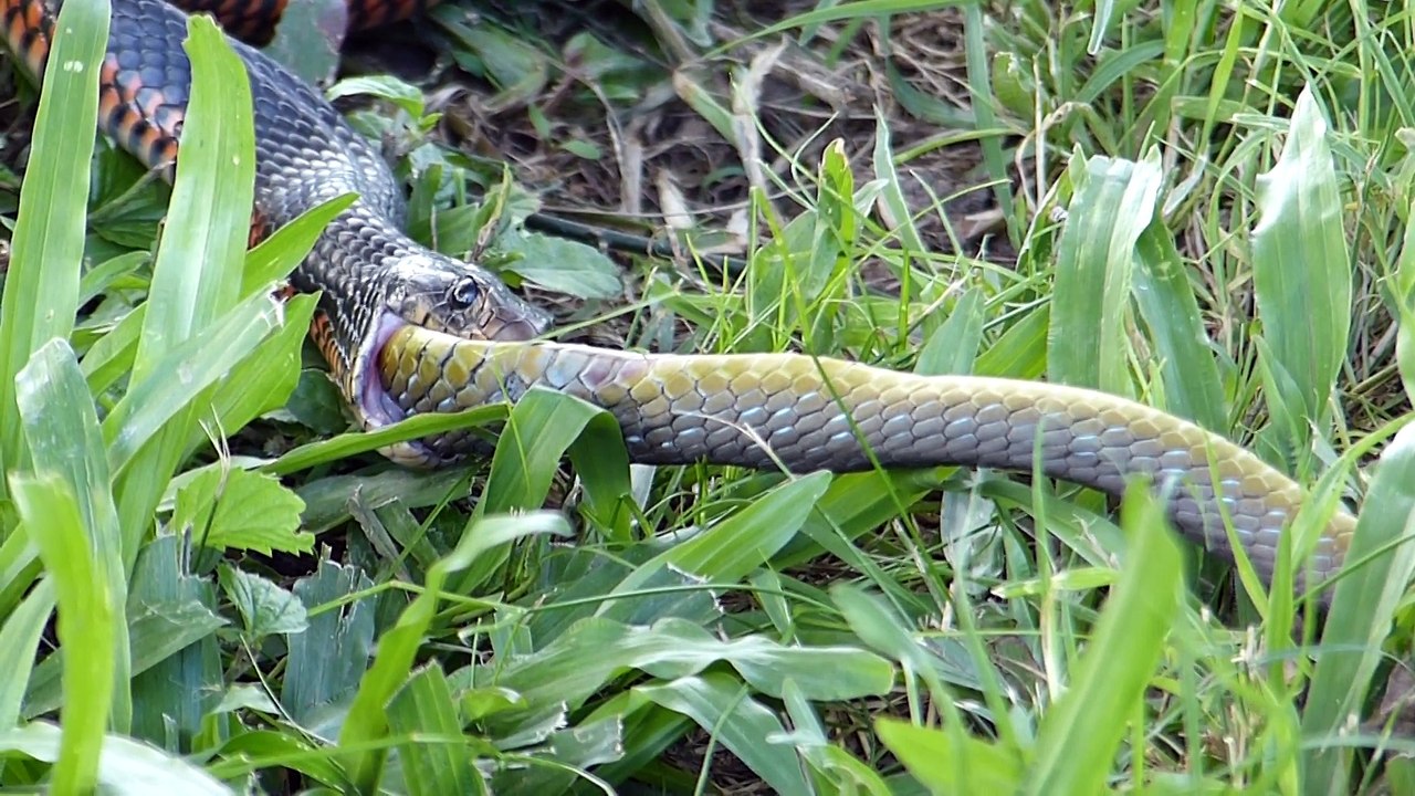 Il filme un serpent en train d'avaler un autre serpent... Impressionnant