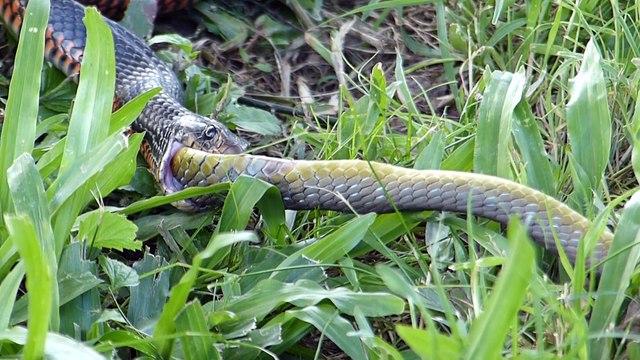 Il filme un serpent en train d'avaler un autre serpent... Impressionnant