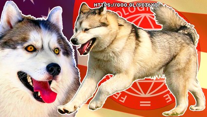 ALASKAN MALAMUTE - PERRO DE TRINEO TIPO SPITZ Y TIPO PRIMITIVO