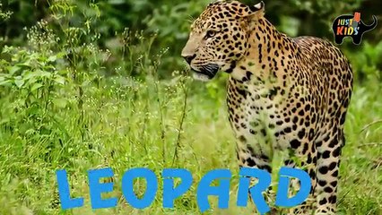 Learning Animal Sounds And Names For Children | WILD ANIMAL SOUNDS |P1| Dạy học tiếng anh động vật