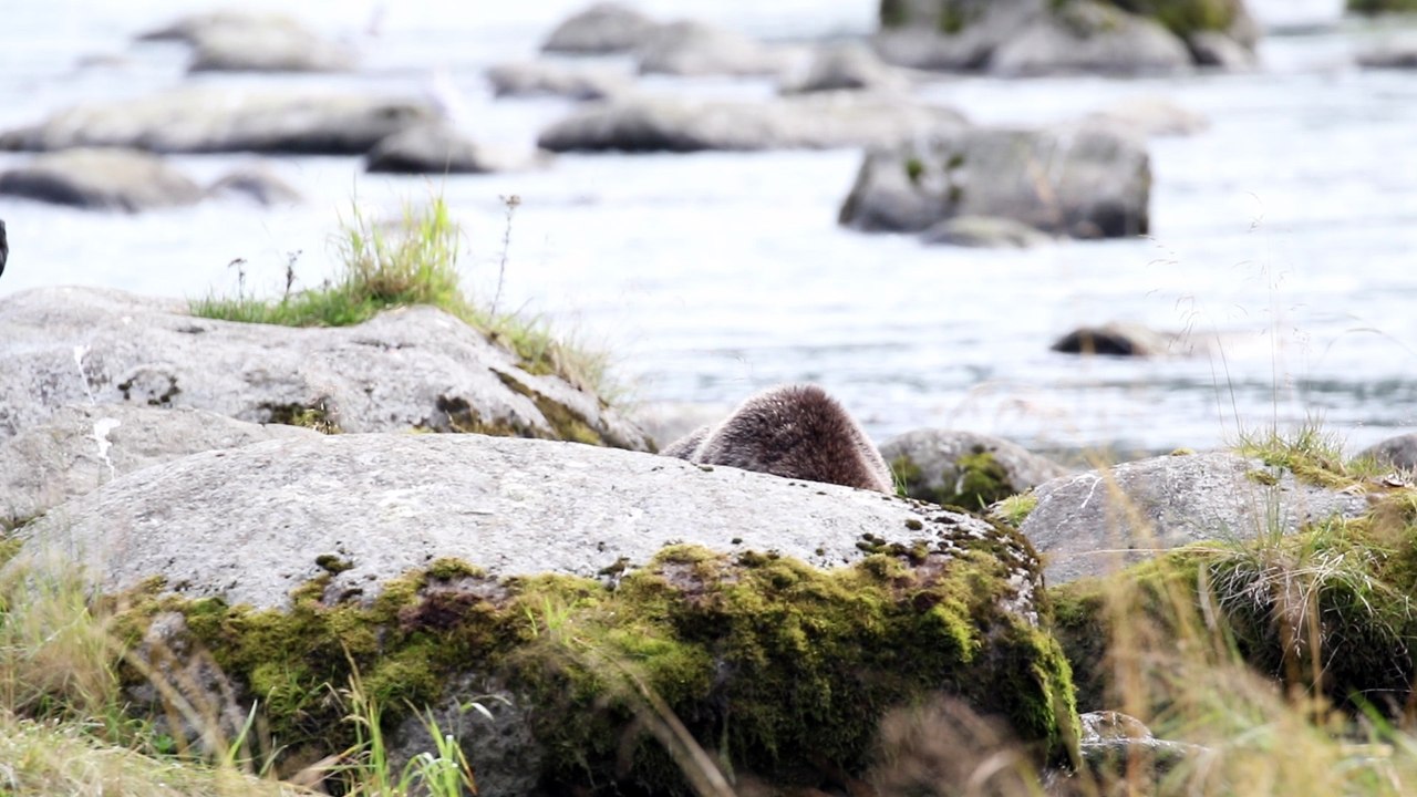 Alaska Brown Bear on the Chilkoot
