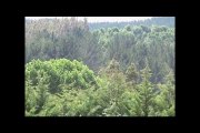 bosques valdivianos