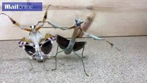 Praying mantis fight for space in elaborate dance