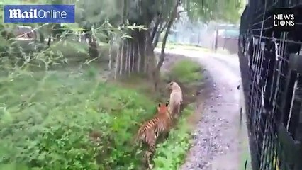 Savage moment Bengal tigers kill a rare white tiger