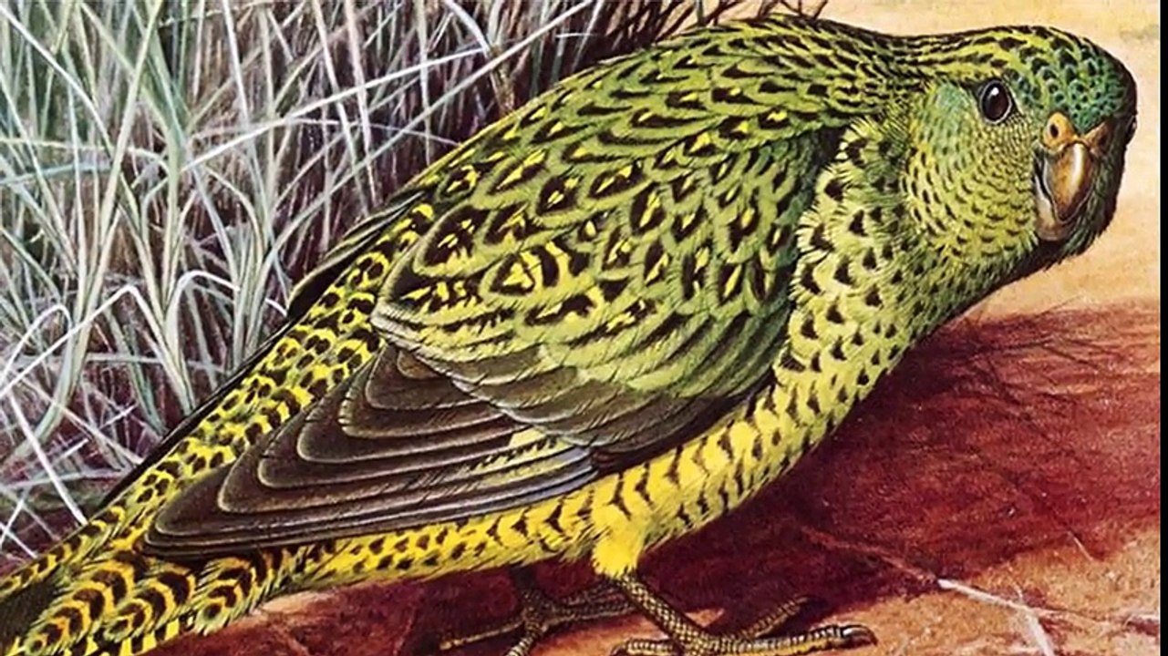 The Night Parrot Rediscovered