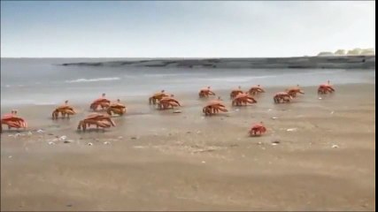 Seagull Cartoon for Business or Personal Website http://video1.website/