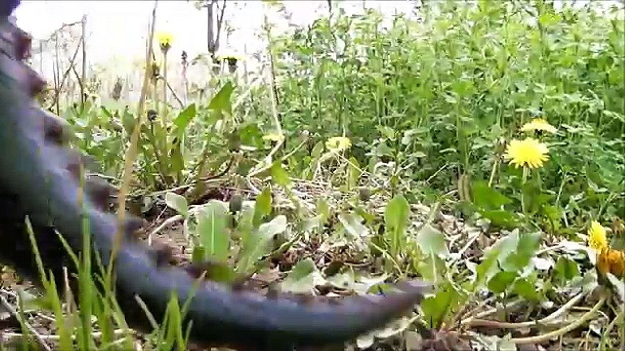 Dinosaur Godzilla War vs Gigantosaurus. Dinosaurs Toys Battle