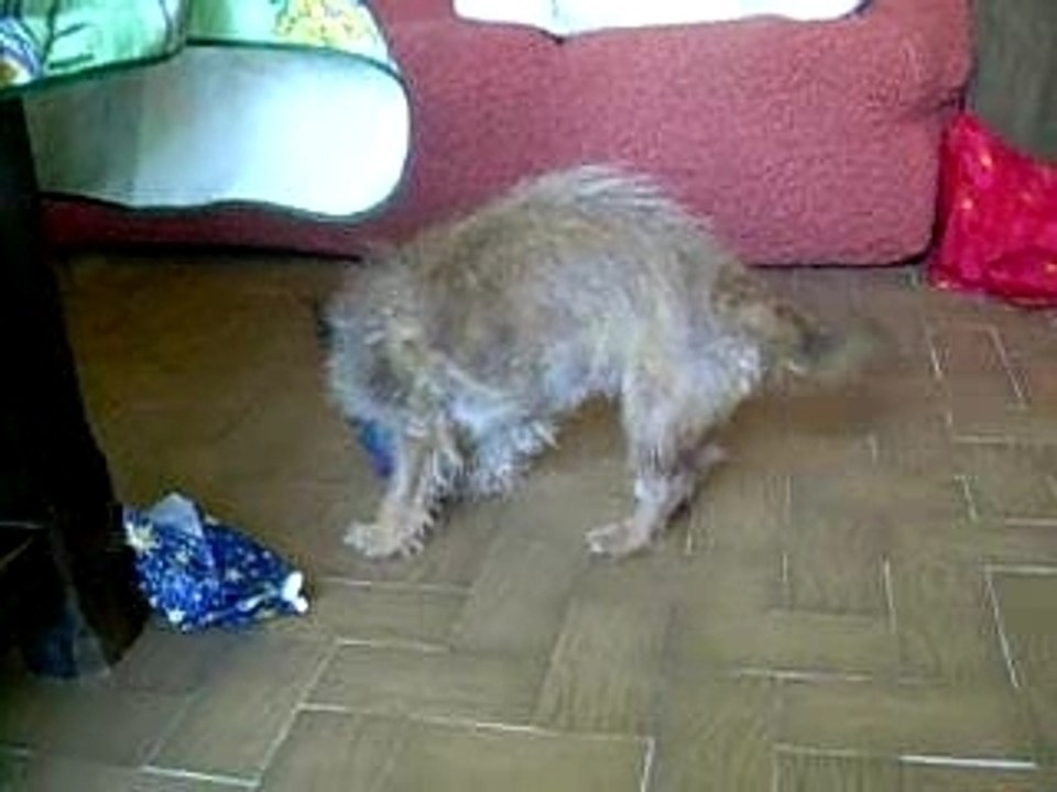 Nougat, ma petite chienne adorée-15ans, avec son cadeau.