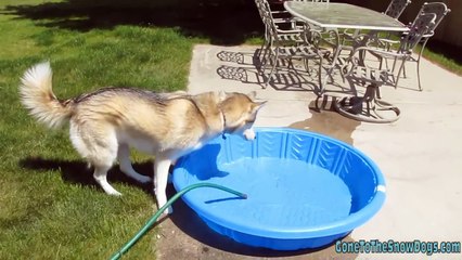 Siberian Husky gets a new POOL!!