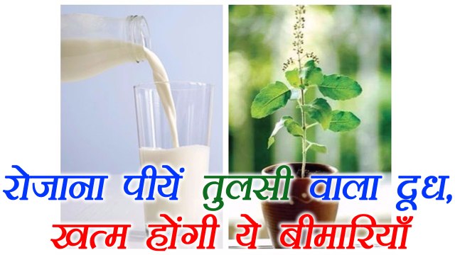 Tulsi Milk, तुलसी वाले दूध के फायदें | Health Benefits of Basil Milk, तुलसी वाला दूध | Boldsky