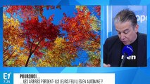 Pourquoi les arbres perdent-ils leurs feuilles à l'automne ?